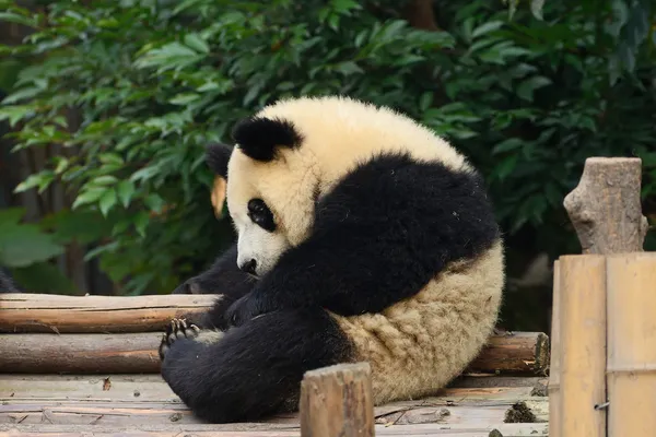 Giant panda bear Εικόνα Αρχείου