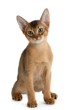 Beyaz arka planda izole edilmiş sevimli kedi yavrusu