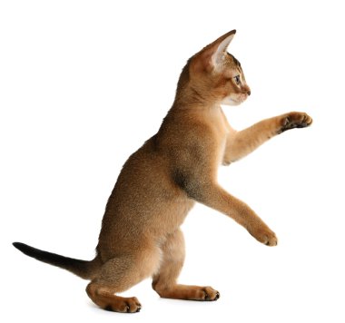 Beyaz arka planda izole edilmiş sevimli kedi yavrusu