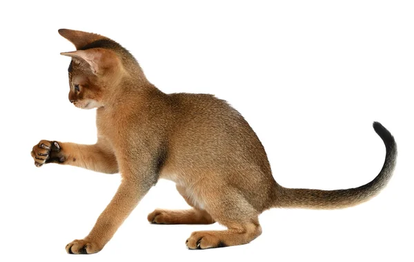 Gatinho bonito isolado no fundo branco — Fotografia de Stock