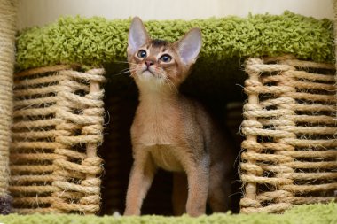 portre sevimli abyssinian yavru kedi