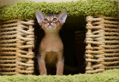 portre sevimli abyssinian yavru kedi
