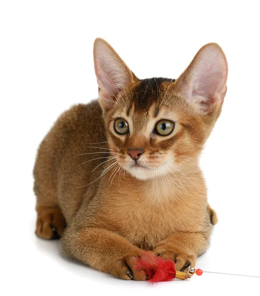 Lindo gatito aislado en blanco fondo — Foto de Stock