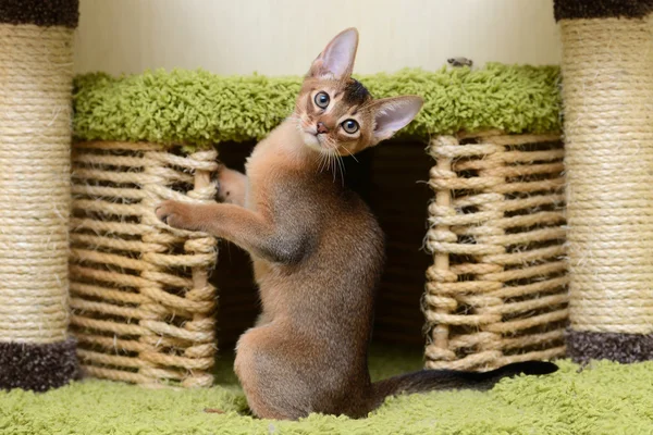 Retrato de um gatinho abissínio bonito — Fotografia de Stock