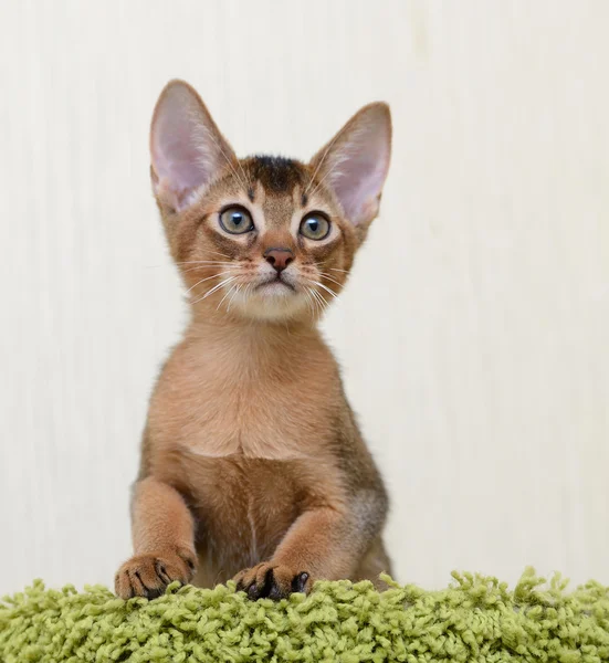 Retrato de um gatinho abissínio bonito — Fotografia de Stock