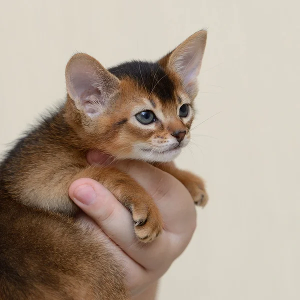 Portrait of a cute kitten in female hands — Stock Photo, Image