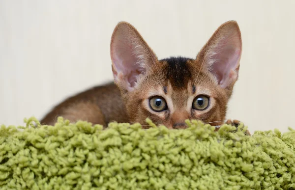 Portret van een schattige abyssinian kitten — Stockfoto