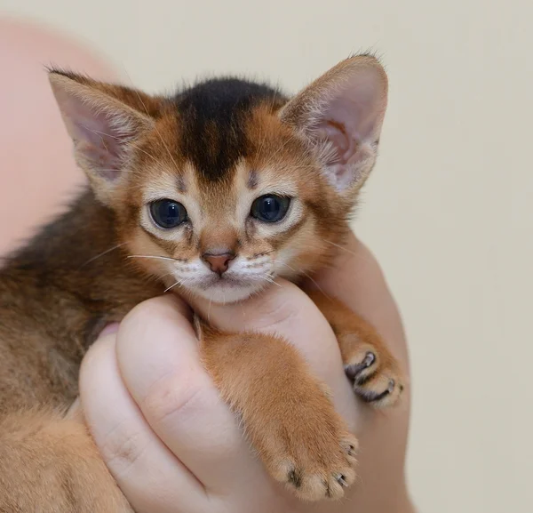 Portret van een schattige abyssinian kitten — Stockfoto