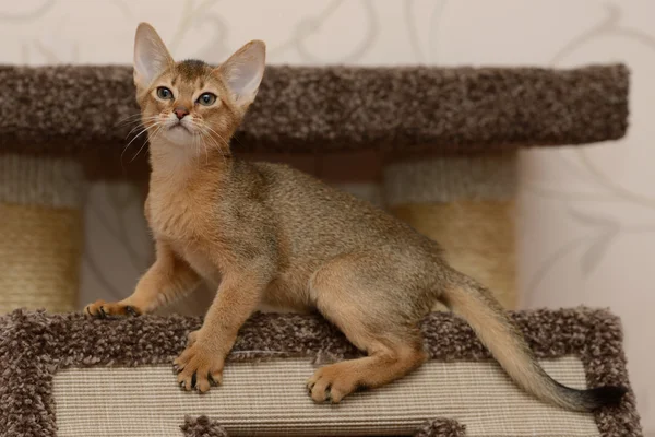 Portrét habešský roztomilý kotě — Stock fotografie