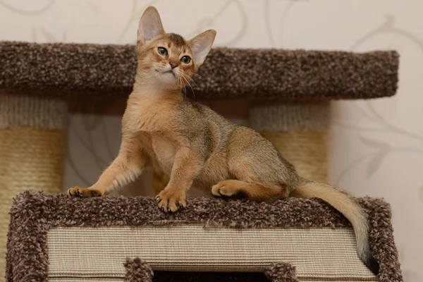 Retrato de um gatinho abissínio bonito — Fotografia de Stock