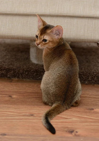 Retrato de um gatinho abissínio bonito — Fotografia de Stock