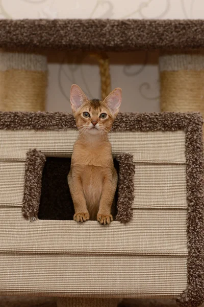 Retrato de um gatinho abissínio bonito — Fotografia de Stock