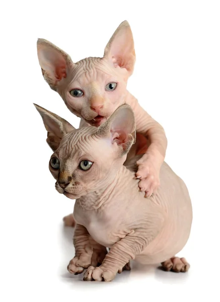 Twee sphinx kitten — Stockfoto