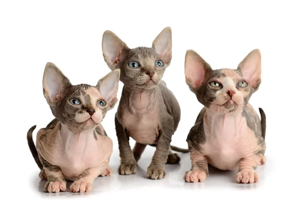 Drie sphinx kitten — Stockfoto