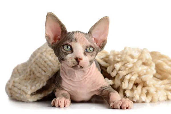 The Canadian sphynx close-up — Stock Photo, Image