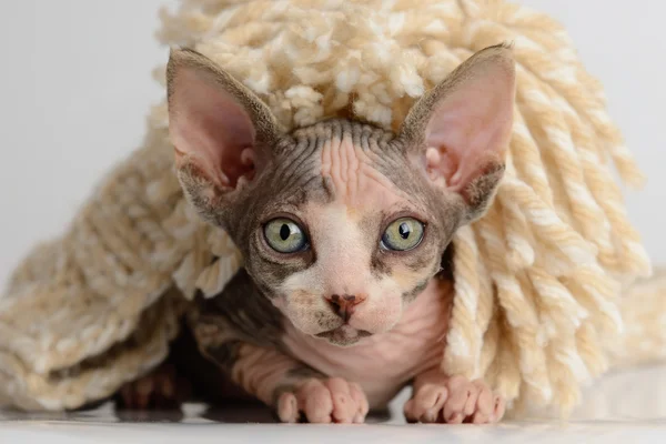 A Kanadai sphynx közelről — Stock Fotó