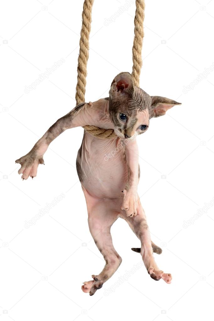 cute canadian sphynx kitten hanging on rope