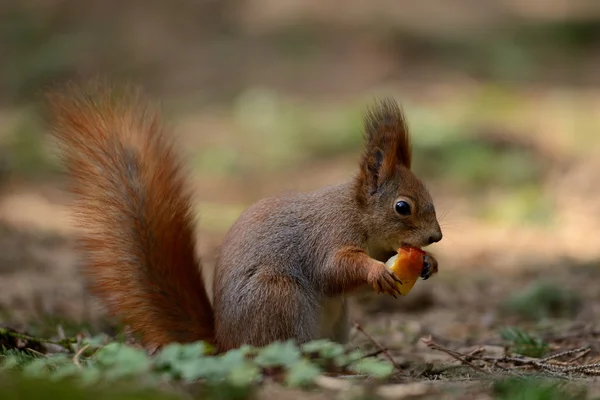 Μικρό κόκκινο σκίουρο — Φωτογραφία Αρχείου