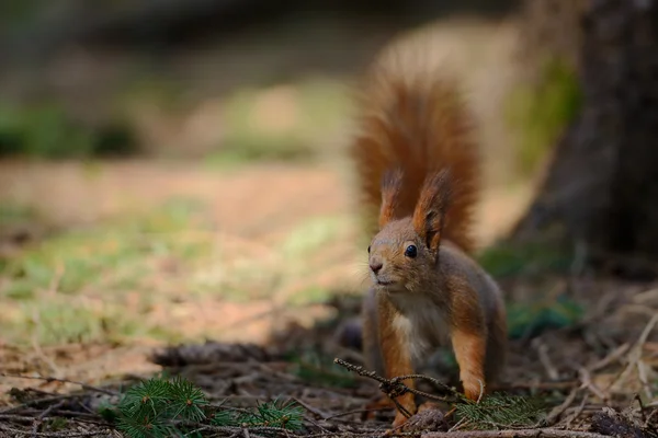 Pequeña ardilla roja — Foto de Stock