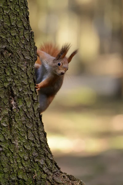 Piccolo scoiattolo rosso — Foto Stock