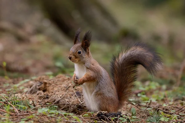 Pequeña ardilla roja — Foto de Stock