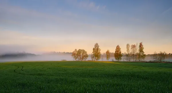 Foggy Landscape. Brume tôt le matin . — Photo