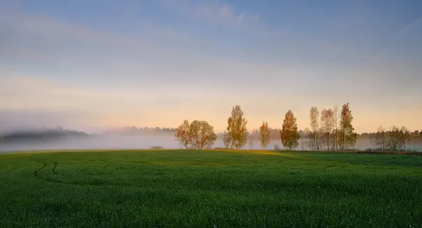 Туманный пейзаж. Ранний утренний туман . — стоковое фото