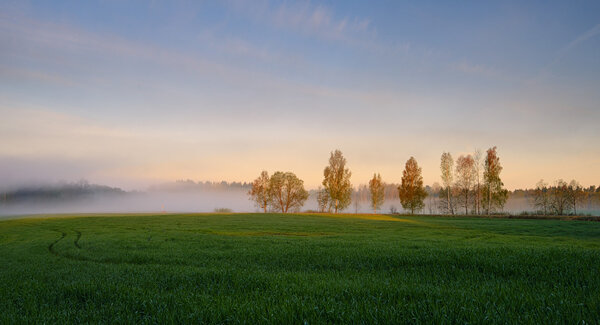 Foggy Landscape. Early Morning Mist.