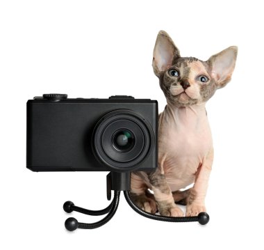 kamera ile Kanadalı sphynx