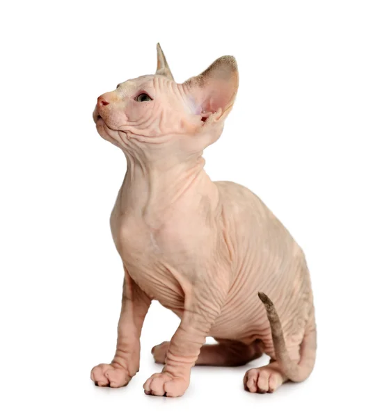 De Canadese sphynx geïsoleerd op witte achtergrond — Stockfoto