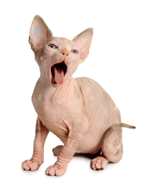 The Canadian sphynx isolated on white background — Stock Photo, Image