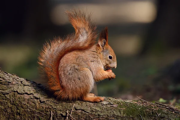 Rotes Eichhörnchen — Stockfoto