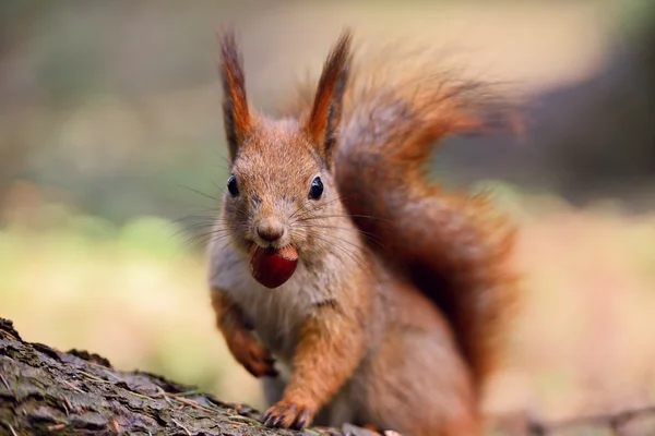 Piccolo scoiattolo rosso — Foto Stock