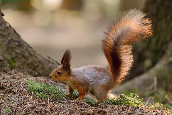 Piccolo scoiattolo rosso — Foto Stock