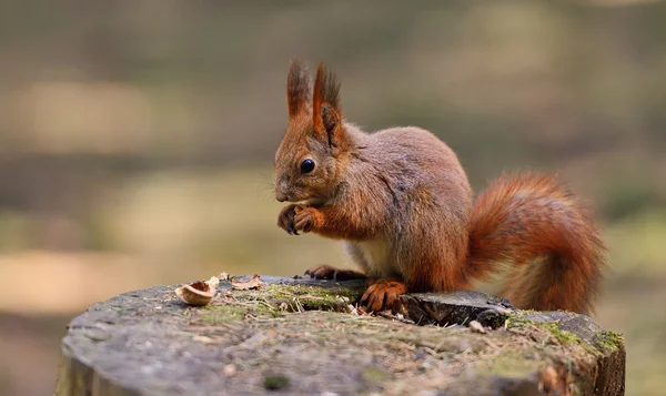 Μικρό κόκκινο σκίουρο — Φωτογραφία Αρχείου