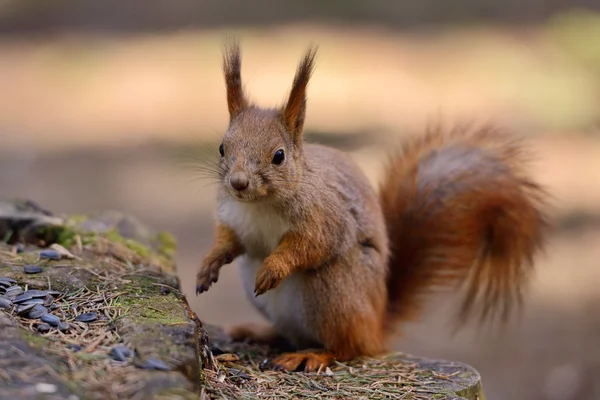 Little red squirrel — Stock Photo, Image
