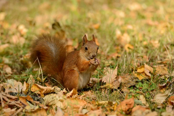 Wiewiórka siedzi na trawie — Zdjęcie stockowe