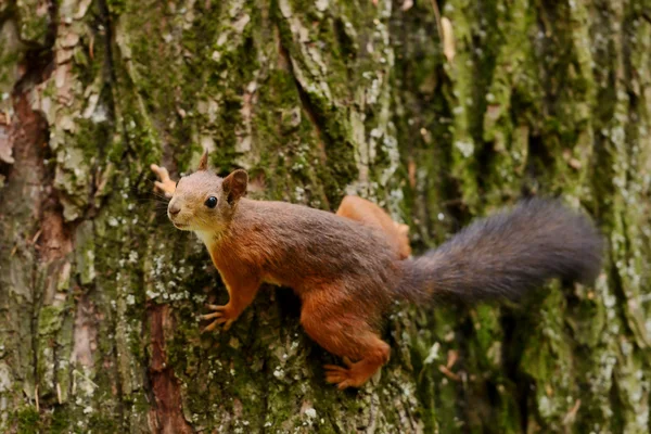 Écureuil assis sur un arbre — Photo