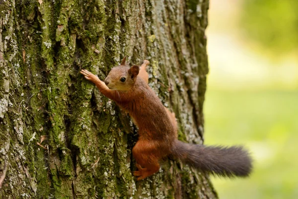 Esquilo sentado em uma árvore — Fotografia de Stock