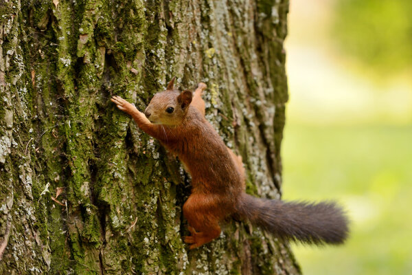 Portrait of a red squirrel sitting on a tree