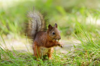 çimenlerin üzerinde oturan sincap