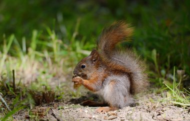 çimenlerin üzerinde oturan sincap