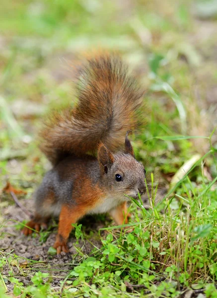 Eichhörnchen sitzt auf einem Gras — Stockfoto