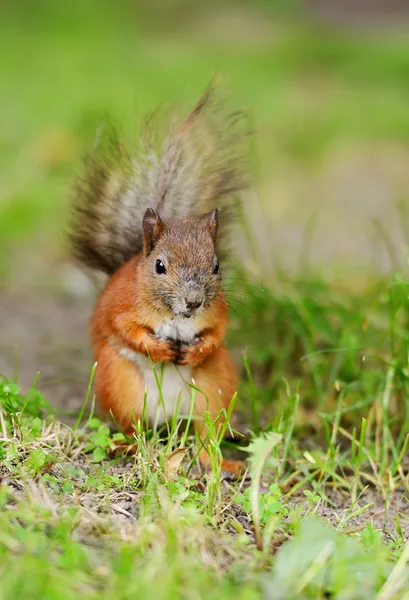 Esquilo sentado em uma grama — Fotografia de Stock