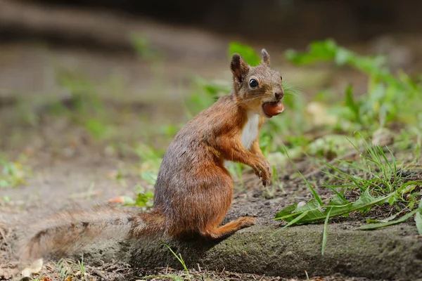 Écureuil assis sur une herbe — Photo