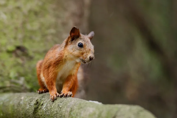 Squirrel sitting on a tree — Stock Photo, Image