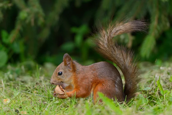 Écureuil assis sur une herbe — Photo