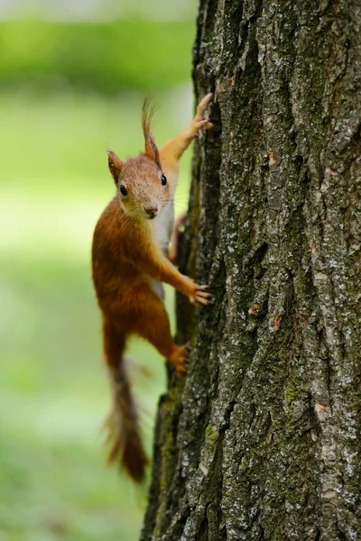 Σκίουρος κάθεται σε ένα δέντρο — Φωτογραφία Αρχείου