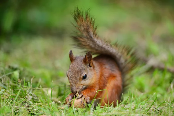 Eichhörnchen sitzt auf einem Gras — Stockfoto
