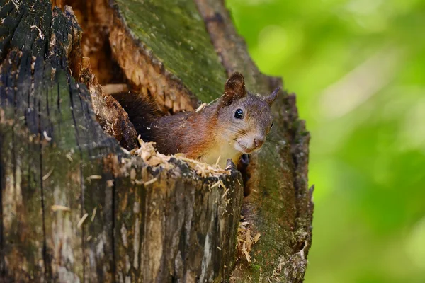 Eichhörnchen sitzt auf einem Baum — Stockfoto